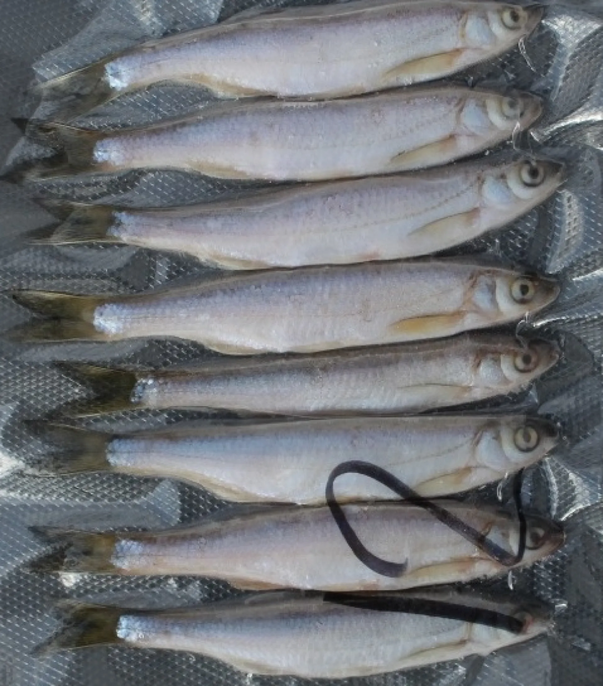 Salakka täkykala pakasteena 6kpl pituus 16cm